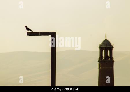 Silhouette uccelli su una lampada da strada su uno sfondo giallo cielo. Torre dell'orologio Arkapaln. Erzurum, Turchia. Foto Stock