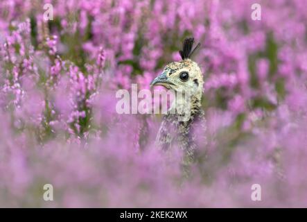 Primo piano di un Peachick in erica rosa, Regno Unito. Foto Stock