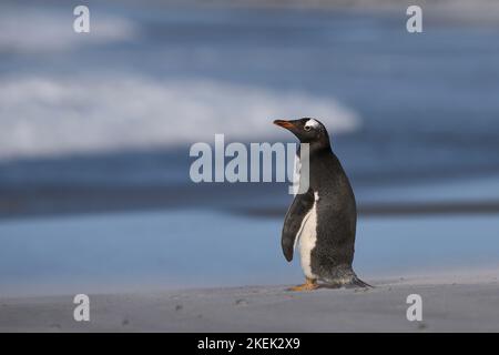 Pinguino Gentoo (Pygoscelis papua) in piedi sulla spiaggia dopo essere venuti a riva sull'Isola dei leoni marini nelle Isole Falkland. Foto Stock