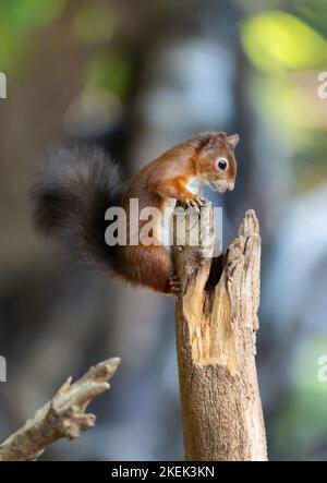 Primo piano di uno scoiattolo rosso (Sciurus vulgaris) arroccato su un tronco d'albero, Regno Unito. Foto Stock