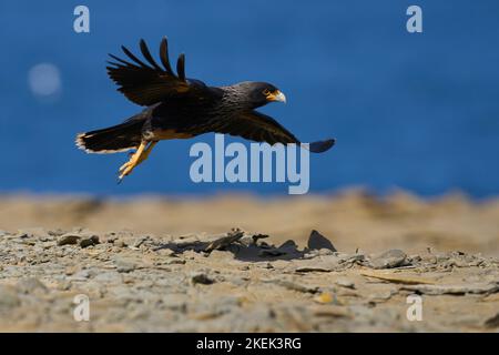 Caracara striata (Phalcoboenus australis) in volo a terra sull'isola dei leoni marini nelle Isole Falkland. Foto Stock