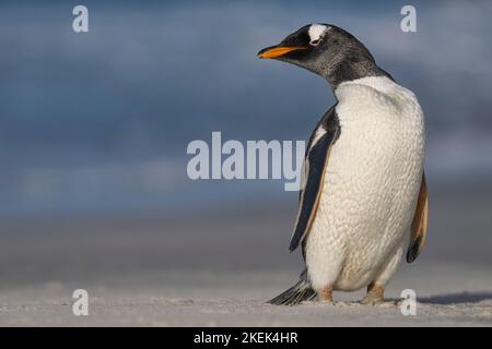 Pinguino Gentoo (Pygoscelis papua) in piedi sulla spiaggia dopo essere venuti a riva sull'Isola dei leoni marini nelle Isole Falkland. Foto Stock