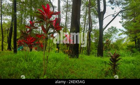 piante di ti hawaiane rosse con erba verde Foto Stock