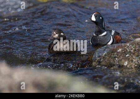 Harlequin Duck; Histrionicus histrionicus; Islanda Foto Stock