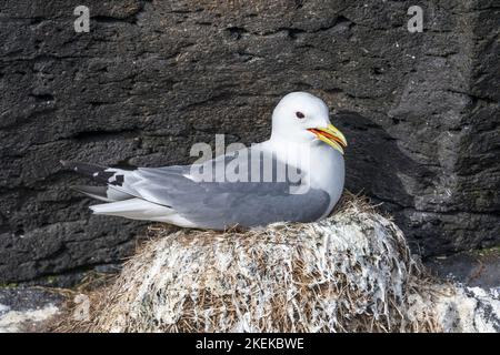 Kittiwake; Rissa tridactyla; on Nest; Islanda Foto Stock