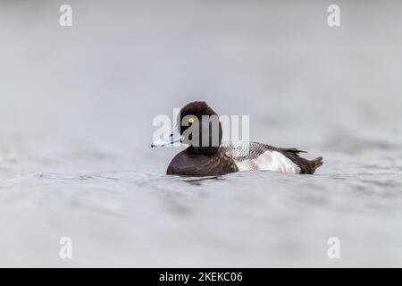 Minore Scaup; Aythya affinis; maschio; UK Foto Stock