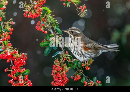 Redwing; Turdus iliacus; su Pyracantha; UK Foto Stock