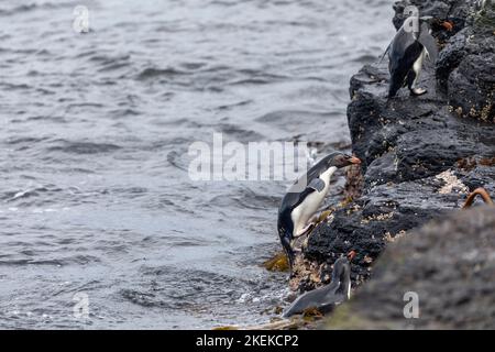 Pinguino delle Montagne Rocciose meridionali; crisocome di Eudyptes; ritorno dal mare; Falklands Foto Stock