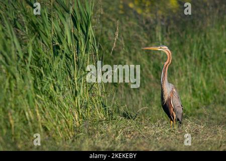 Arone porpora Ardea purpurpurea in paludi, Francia, Europa Foto Stock