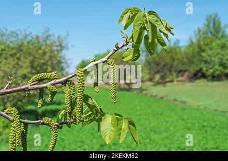 Mazzetti fiore maschio catkins noce sul ramo primo piano in primavera Foto Stock