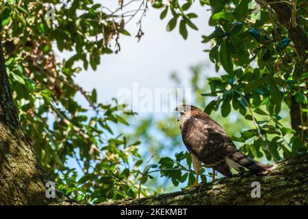 Jengiovanile Mississippi Kite vocalizzante mentre appollaiato su un grande ramo di un albero di quercia vivo a New Orleans, Louisiana, USA Foto Stock