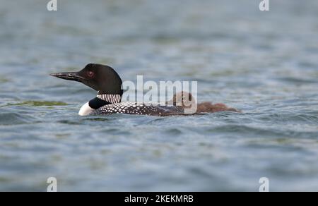 Loon genitore e pulcino nuotare insieme a guardare per problemi su un lago settentrionale. Foto Stock