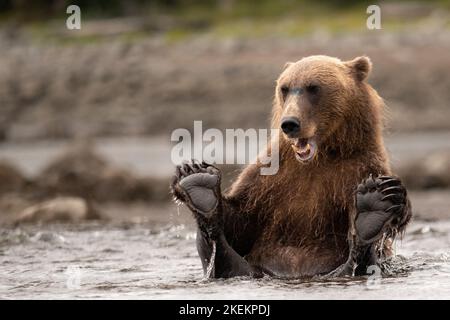 L'orso bruno dell'Alaska costiera, con le sue zampe, gode del fiume in Alaska al Lake Clark state Park e si prende una pausa dalla pesca. Foto Stock