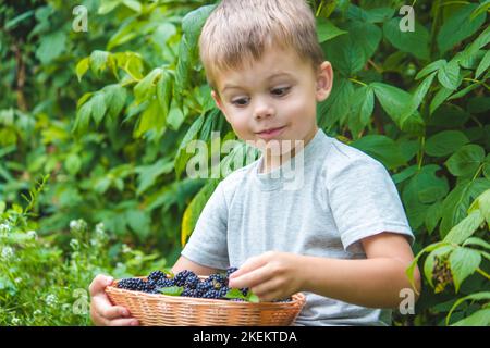 Il bambino tiene in mano una ciotola di legno con lamponi neri in giardino in estate. Fuoco selettivo Foto Stock