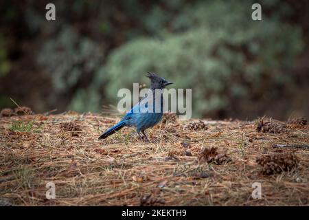 Steller's Jay, con le sue belle piume blu e la cresta fine, noto anche come il lungo-crested Jay, montagna Jay e pino Jay. Foto Stock