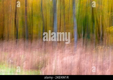 New Forest, Hampshire Regno Unito. 13th novembre 2022. Meteo nel Regno Unito: Impressioni dei colori autunnali utilizzando ICM (intenzionale Camera Movement) per creare un'immagine da sogno. Un'incantevole e calda giornata autunnale con intervalli di sole nella New Forest, mentre i colori dell'autunno in Rhinefield Ornamental Drive sembrano spettacolari lungo il Tall Trees Trail. Credit: Carolyn Jenkins/Alamy Live News Foto Stock