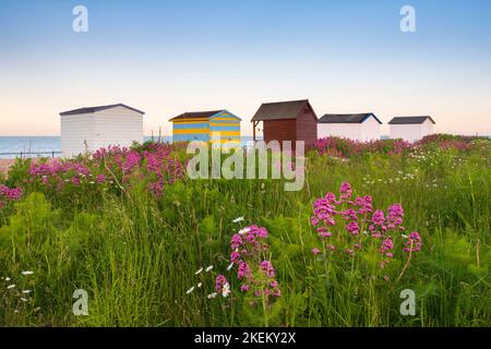 Fiori selvatici sulla spiaggia di ciottoli dietro le tradizionali capanne a Kingsdown, Kent Foto Stock