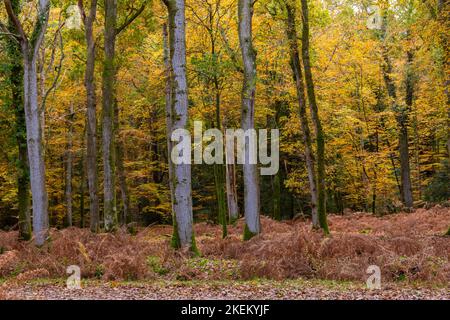 New Forest, Hampshire Regno Unito. 13th novembre 2022. Tempo in Gran Bretagna: Una bella giornata autunnale calda con intervalli di sole nella New Forest, come i colori dell'autunno in Rhinefield Ornamental Drive guardare spettacolare lungo il Tall Trees Trail. Credit: Carolyn Jenkins/Alamy Live News Foto Stock