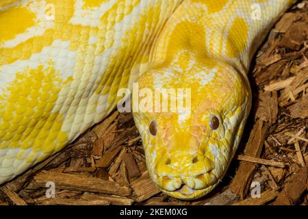 Python birmano (Python bivittatus). Albino Captive. Nativo del Sud e Sud-Est Asiatico, Rettilia Rettile Zoo, Vaughan, Ontario, Canada Foto Stock