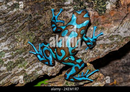 Dendrobates auratus 'blu e bronzo', Captive Raised, imprese understory, nativo di: Highlands di Panama Foto Stock