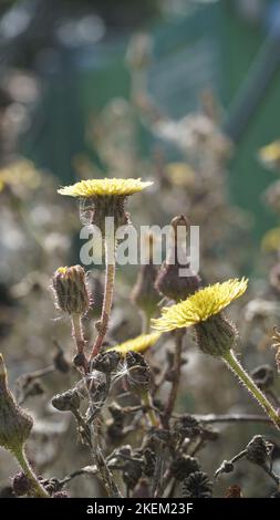 Sonchus asper anche conosciuto come Spiny Sowthistle, Rough Milk Thistle ecc bel fiore giallo da piante selvatiche con sfondo naturale. Foto Stock