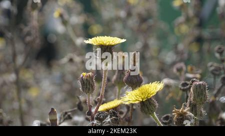 Sonchus asper anche conosciuto come Spiny Sowthistle, Rough Milk Thistle ecc bel fiore giallo da piante selvatiche con sfondo naturale. Foto Stock