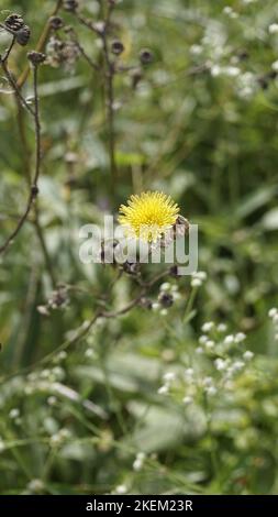 Sonchus asper anche conosciuto come Spiny Sowthistle, Rough Milk Thistle ecc bel fiore giallo da piante selvatiche con sfondo naturale. Foto Stock