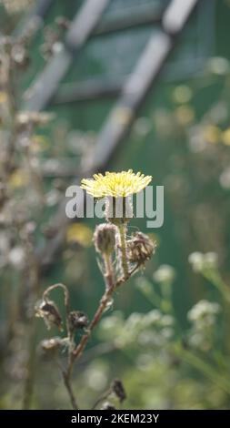 Sonchus asper anche conosciuto come Spiny Sowthistle, Rough Milk Thistle ecc bel fiore giallo da piante selvatiche con sfondo naturale. Foto Stock