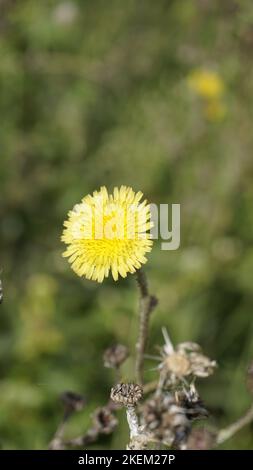 Sonchus asper anche conosciuto come Spiny Sowthistle, Rough Milk Thistle ecc bel fiore giallo da piante selvatiche con sfondo naturale. Foto Stock