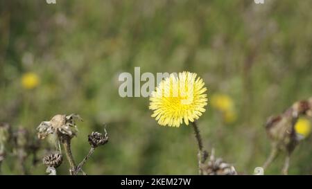 Sonchus asper anche conosciuto come Spiny Sowthistle, Rough Milk Thistle ecc bel fiore giallo da piante selvatiche con sfondo naturale. Foto Stock