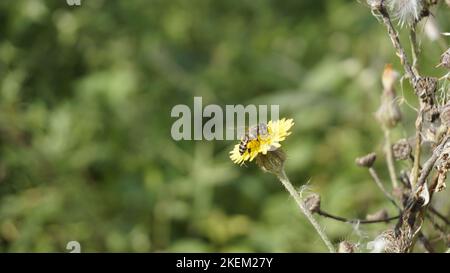 Sonchus asper anche conosciuto come Spiny Sowthistle, Rough Milk Thistle ecc bel fiore giallo da piante selvatiche con sfondo naturale. Foto Stock