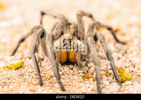 Il ragno lupo del Texas (Hogna carolinensis), ranch di Santa Clara, Starr County, Texas, Stati Uniti Foto Stock