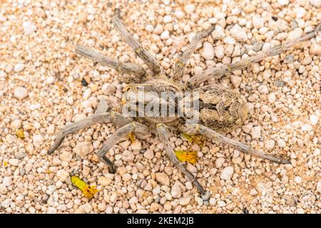 Il ragno lupo del Texas (Hogna carolinensis), ranch di Santa Clara, Starr County, Texas, Stati Uniti Foto Stock