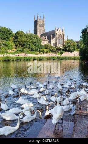 Worcester cigni sul fiume severn Cattedrale di Worcester Fiume Severn Cattedrale di Worcester Worcester Worcester Inghilterra Regno Unito GB Europa Foto Stock