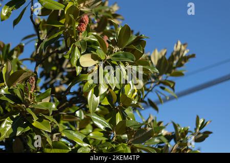 Magnolia lascia il dettaglio sotto un cielo blu Foto Stock