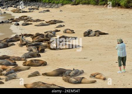 Fotografando i leoni marini sulla spiaggia, il Parco Nazionale delle Isole Galapagos, l'Isola di Santa Fe, l'Ecuador Foto Stock