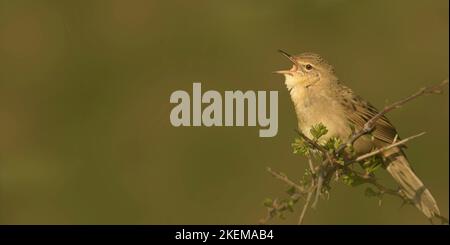 Grasshopper parrucchiere. Bobine Foto Stock