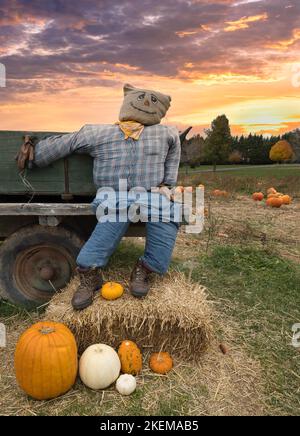 Cavecrow sulla fattoria Amish prima del giorno del Ringraziamento. Foto Stock