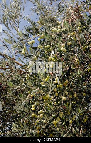 Olive - Olea europaea- maturazione sull'olivo, isola di Lesbos, Grecia. Ottobre 2022. Autunno Foto Stock