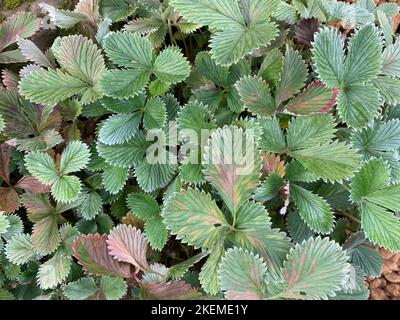 Primo piano delle foglie verdi della pianta erbacea perenne da giardino Potentilla atrosanguinea var. Argyrophylla Scarlet stellato. Foto Stock