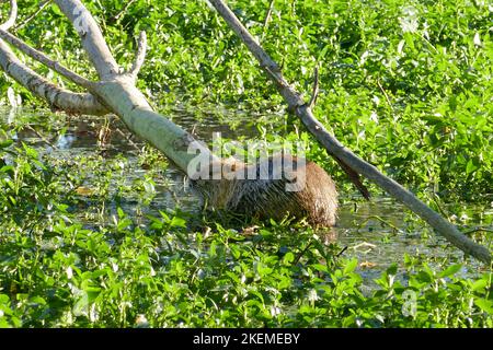 Una coypu o nutria, comunemente conosciuta come castorino (piccolo castoro) sul fiume a Mantova, alias Manua, Italia Foto Stock