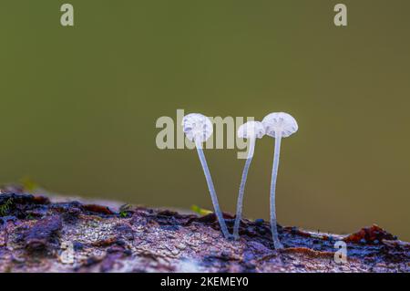Funghi bianchi nella foresta, funghi Mycena piringa Foto Stock