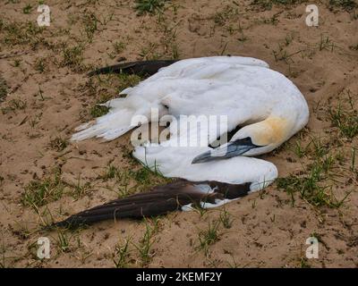 Un gannet adulto morto su una spiaggia a Norfolk, Inghilterra. Forse vittima dell'influenza aviaria. Foto Stock