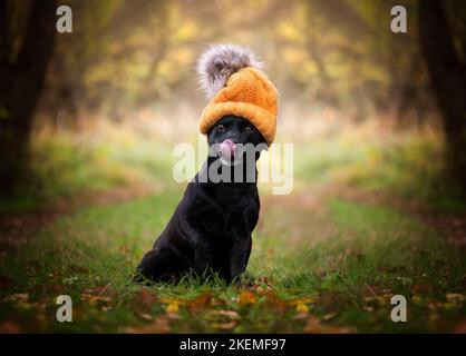 Patterdale terrier. Ritratto autunnale di un terrier. Halloween Foto Stock