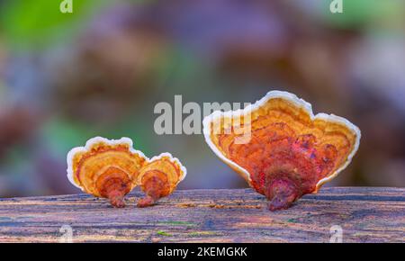 Close up.Brown funghi Stereum ostrea sono in fiore su pezzo secco di legno nella stagione delle piogge Foto Stock