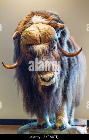 Ripieno Musk Ox in museo; The Musk Ox Farm; Palmer; Alaska; USA Foto Stock