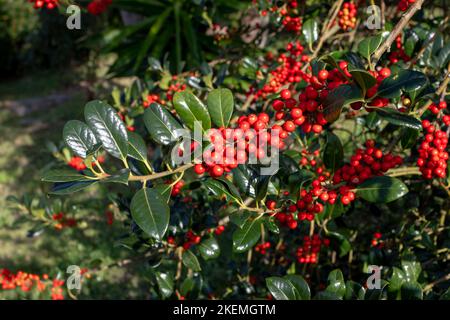 Ilex aquifolium, l'agrifoglio, agrifoglio comune, agrifoglio inglese, agrifoglio europeo o pianta agrifoglio di Natale con bacche rosse e verde scuro lucido, quasi spina dorsale Foto Stock