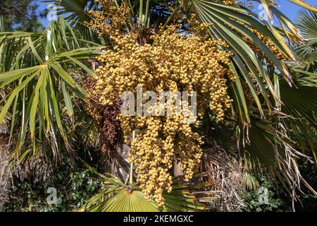 Trachycarpus fortunei, la palma cinese del mulino a vento, palma del mulino a vento o pianta di palma di Chusan con closeup giallo di frutti reniformi o a forma di rene drupe Foto Stock