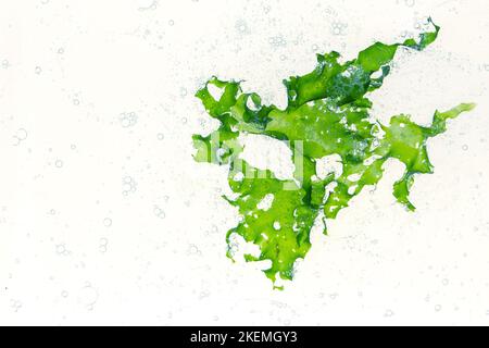 Ulva lattecca o alghe verdi di lattuga marina e bolle d'aria in acqua. Foto Stock