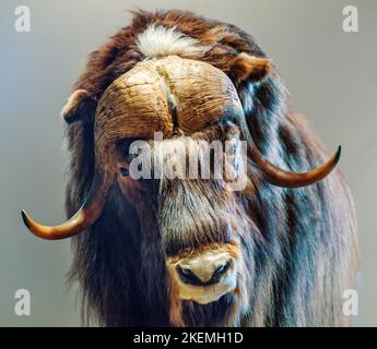 Ripieno Musk Ox in museo; The Musk Ox Farm; Palmer; Alaska; USA Foto Stock